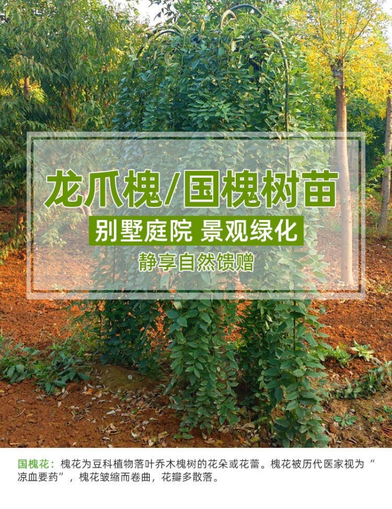 房前有槐升官发财国槐树苗槐树苗庭院别墅院栽招财龙爪槐