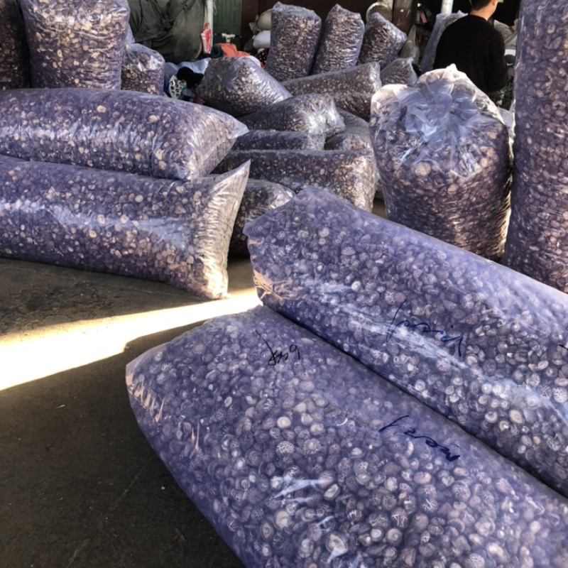 好货大香菇5公分以上新货香菇原产地一手货源量大优惠批发