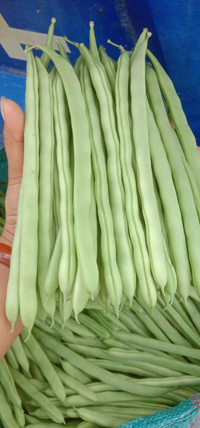 精品四季豆新苗刚上市