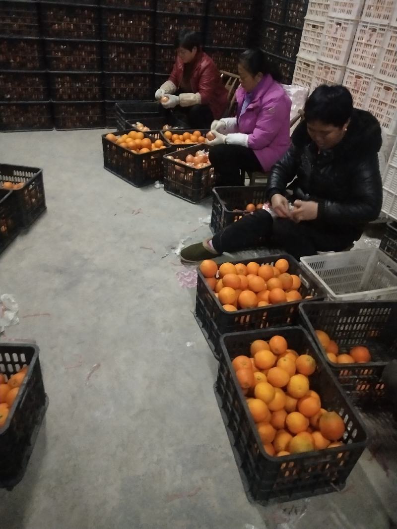 湖南脐橙产地直供，各种包装袋都有，要货的联系