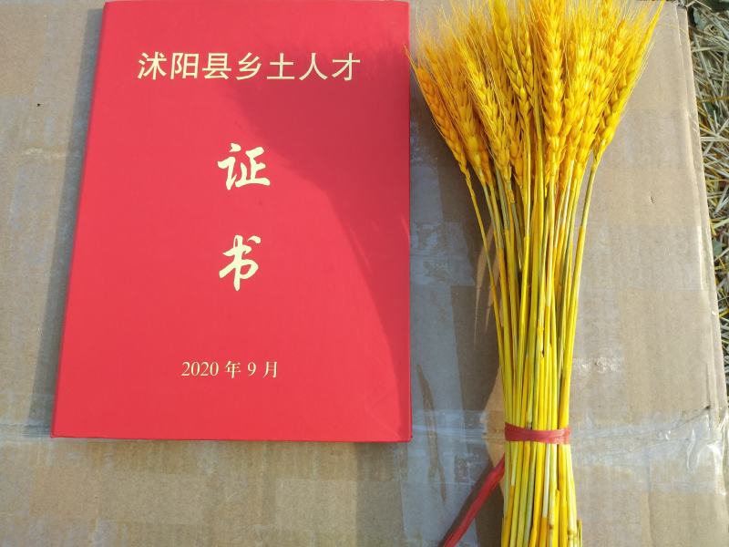 麦穗花！常年销售供应批发各类干花，欢迎您关注采购！