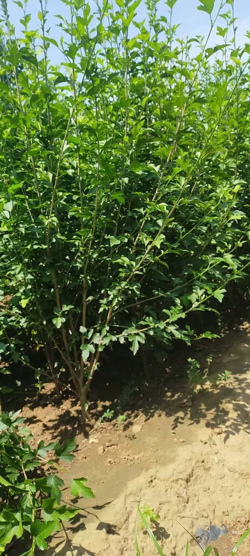 木槿丛生树型绿篱效果好绿化苗木
