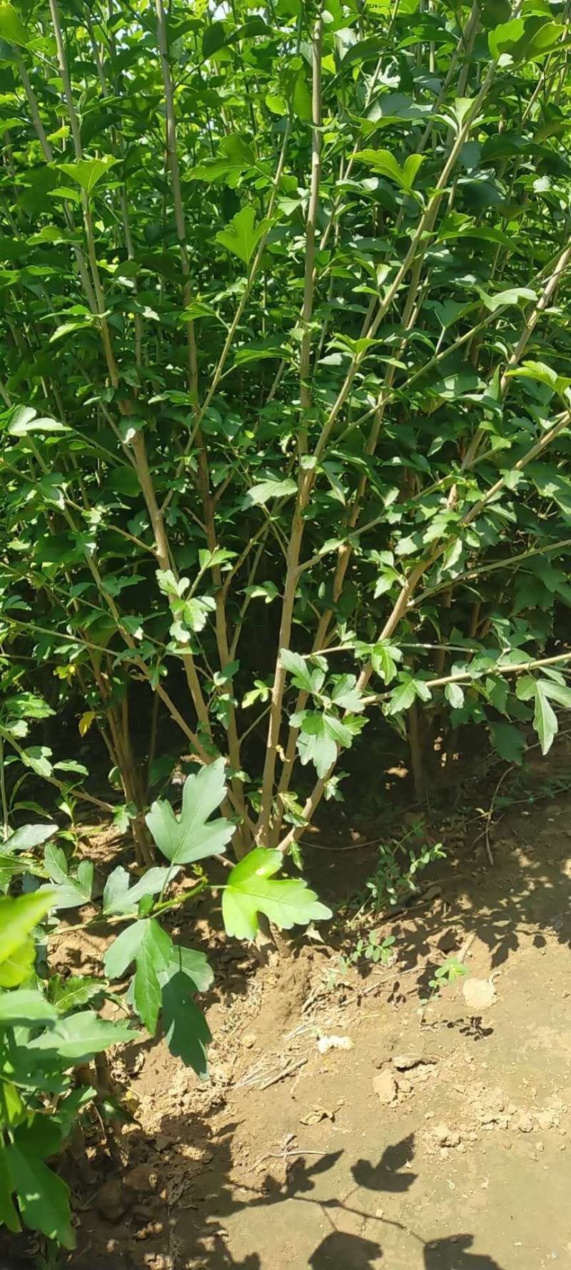 木槿丛生树型绿篱效果好绿化苗木