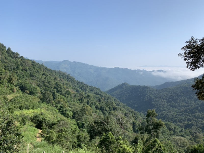 西双版纳古六大茶山古树茶