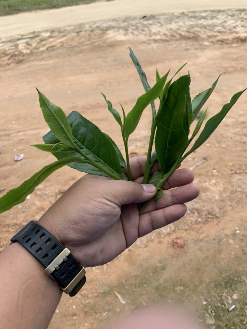 西双版纳古六大茶山古树茶