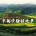 中国西林县砂糖橘之乡