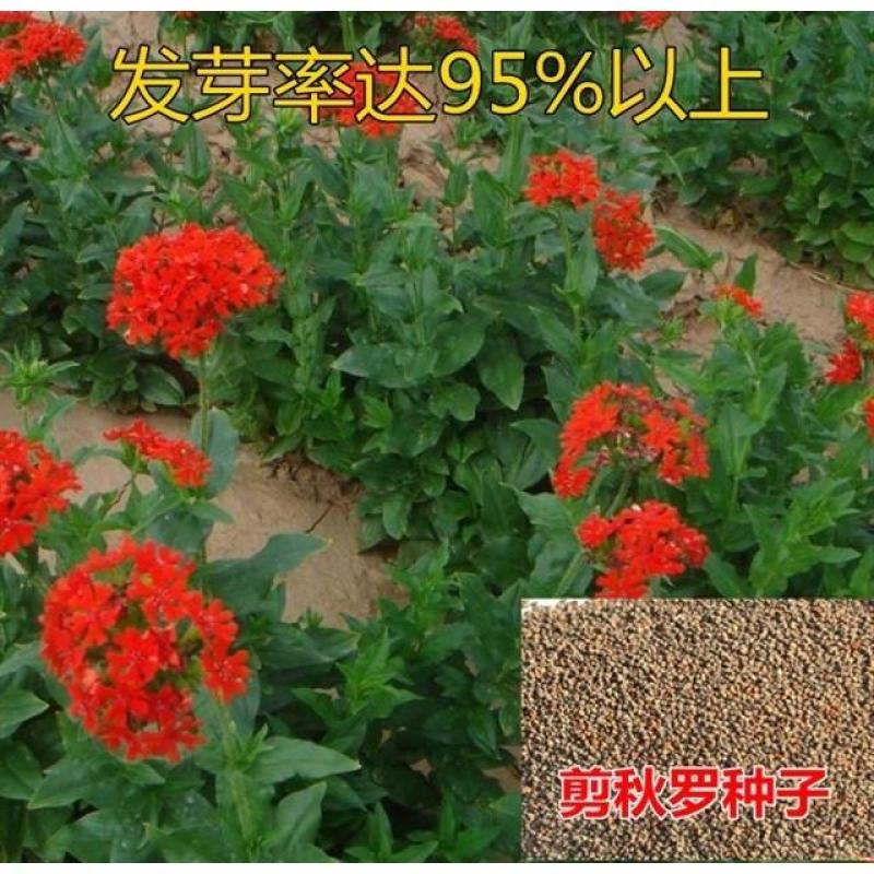 花海专用草花种籽大花剪秋罗种子多年生草本四季可播种剪秋萝