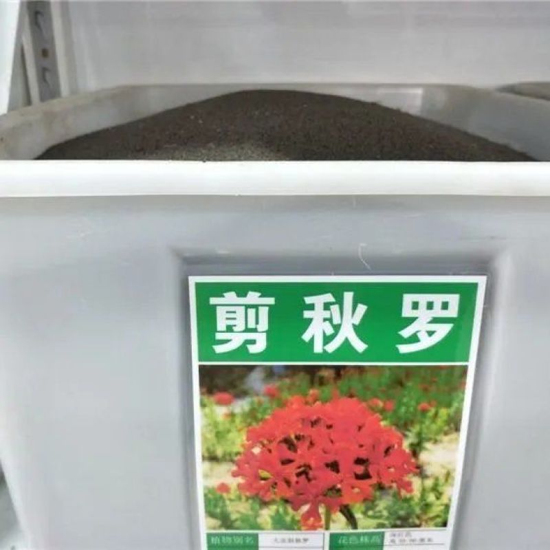 花海专用草花种籽大花剪秋罗种子多年生草本四季可播种剪秋萝