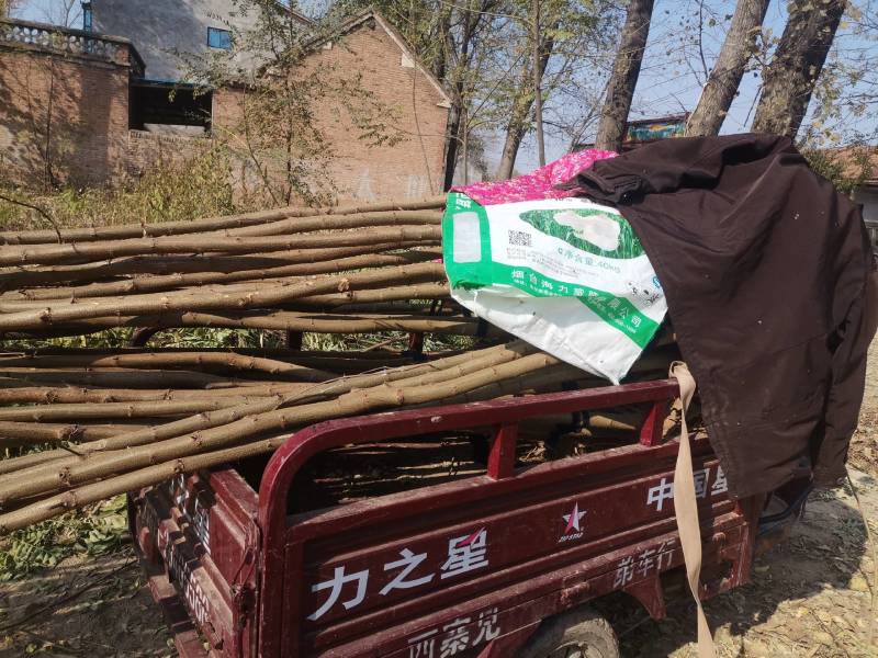 刺槐苗0.4—01.1—3公分开白色的小花可吃