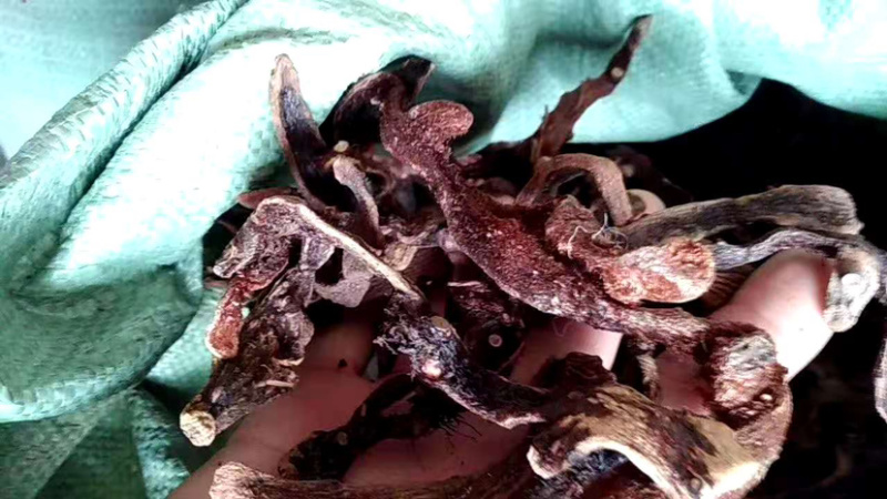 骨碎补【包邮】三斤起发货可批量可零售量大从优