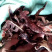 骨碎补【包邮】三斤起发货可批量可零售量大从优