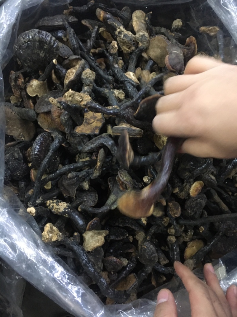 清热微苦灵芝野(大小规格)