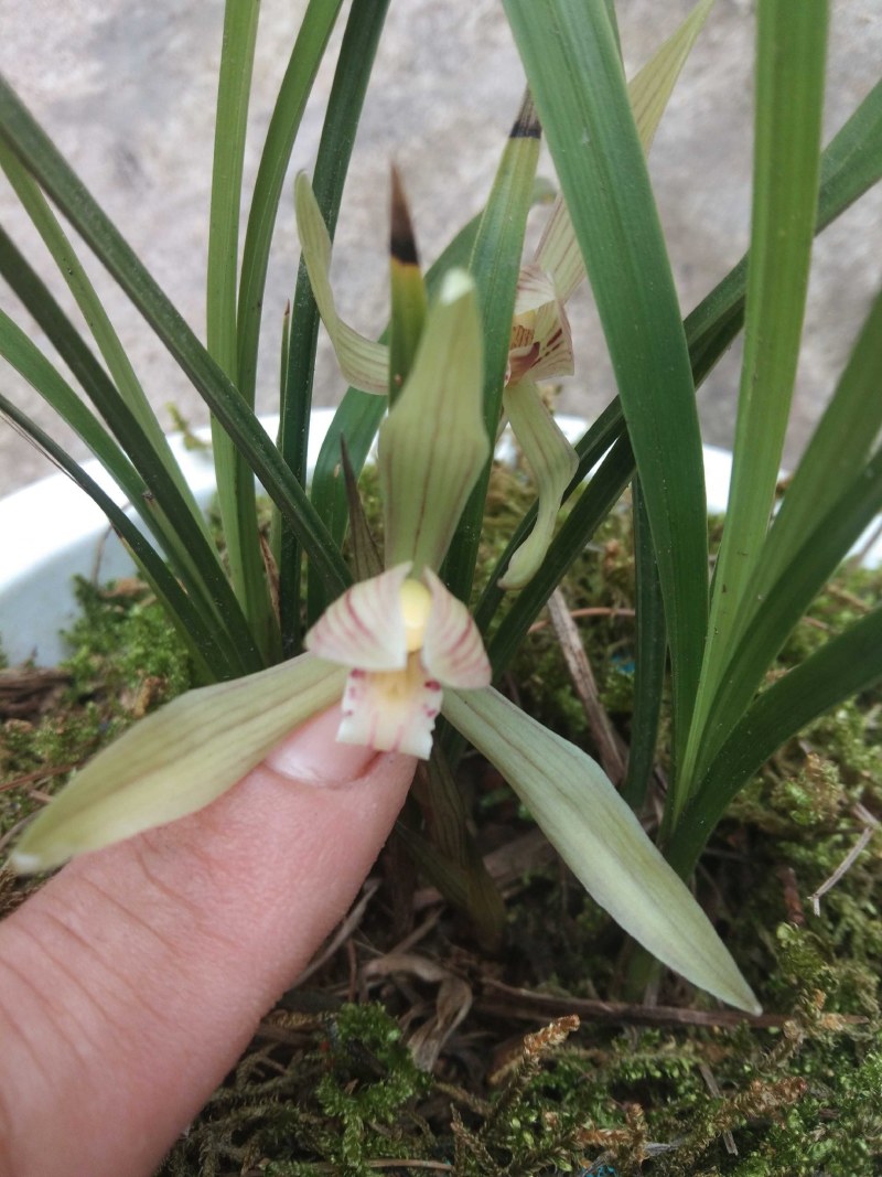 兰花纯野生朵香来花快有一大壮苗就可开花