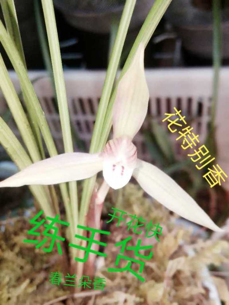 兰花纯野生朵香来花快有一大壮苗就可开花