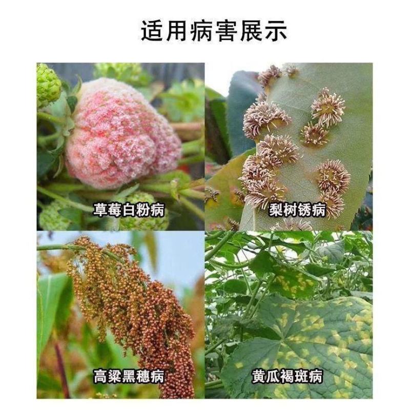 江苏剑牌20%三唑酮白粉病锈病多肉花卉月季通用杀菌剂