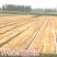 草帘子稻草帘大棚保温屋顶隔热防晒公路防滑保湿草垫子草毡干