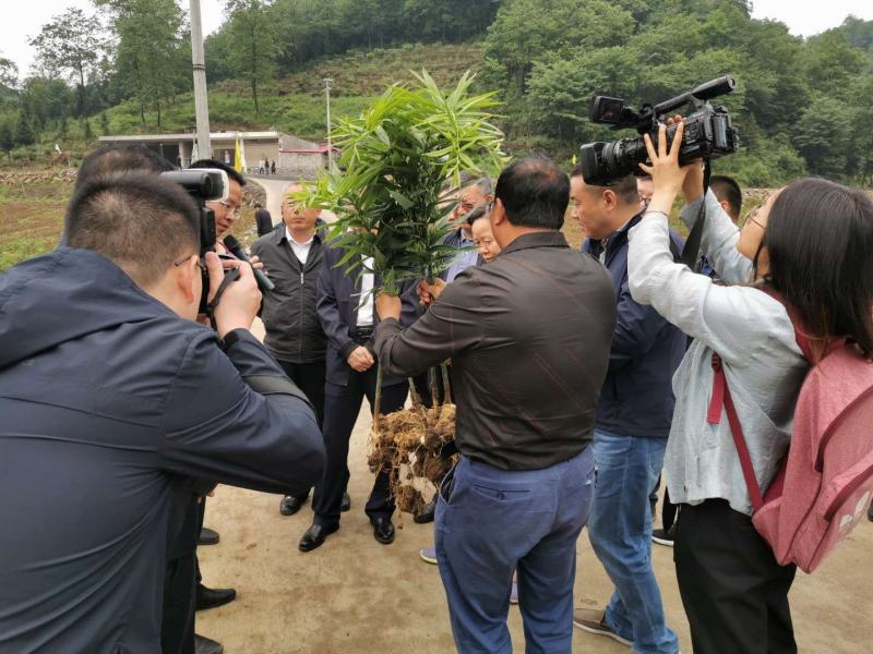 【多花姜型黄精】基地直销，量大价优，欢迎来电咨询