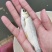 草鱼苗，皖鱼苗，已做疫苗！可送货上门，提供养殖技术