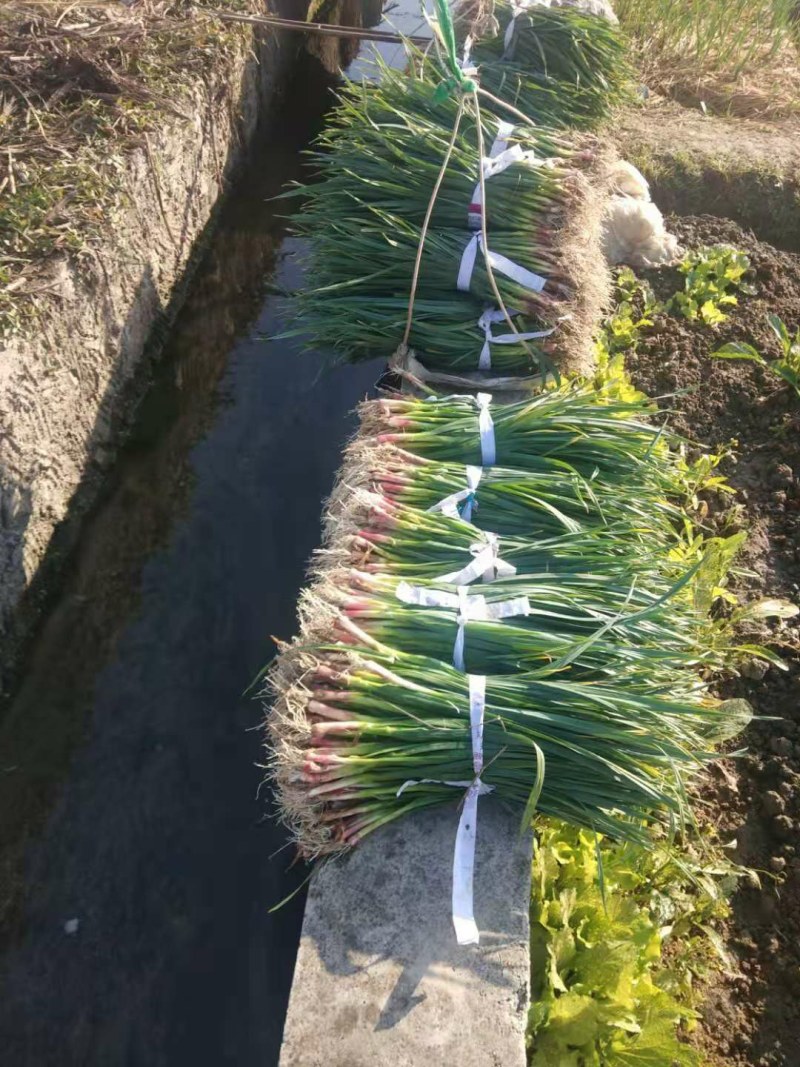 蒜苗，红根蒜苗，大量上市，本地货，需要的老板请联系。
