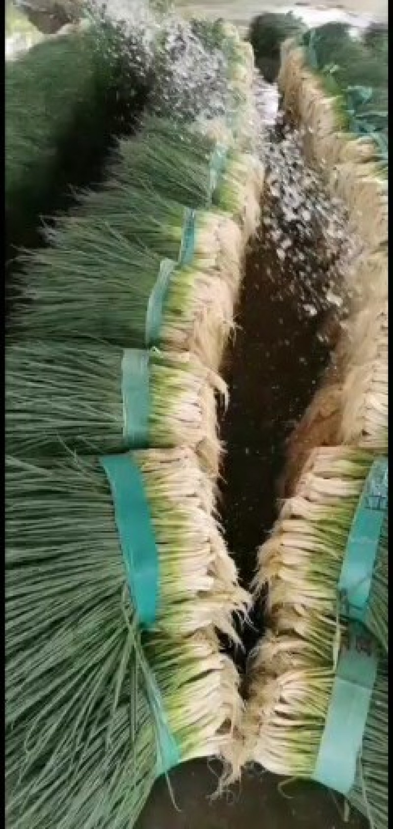 蒜苗，红根蒜苗，大量上市，本地货，需要的老板请联系。