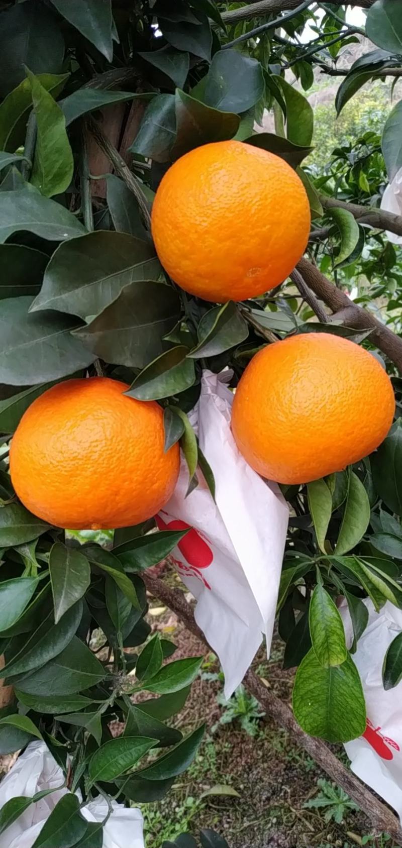 爱媛果冻橙，丹棱的爱媛