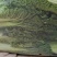 筒子白青麻叶支持视频看货