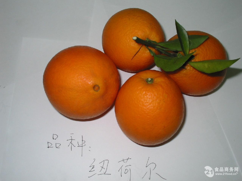 湖南纽荷尔香橙，脐橙，美国纽荷尔品种，，