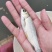 草鱼苗，皖鱼苗，快大草鱼苗，提供养殖技术，可送货上门