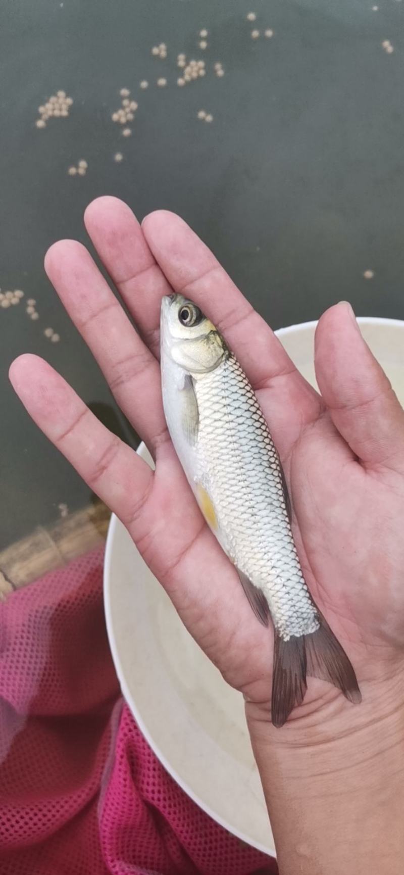 草鱼苗，皖鱼苗，快大草鱼苗，提供养殖技术，可送货上门