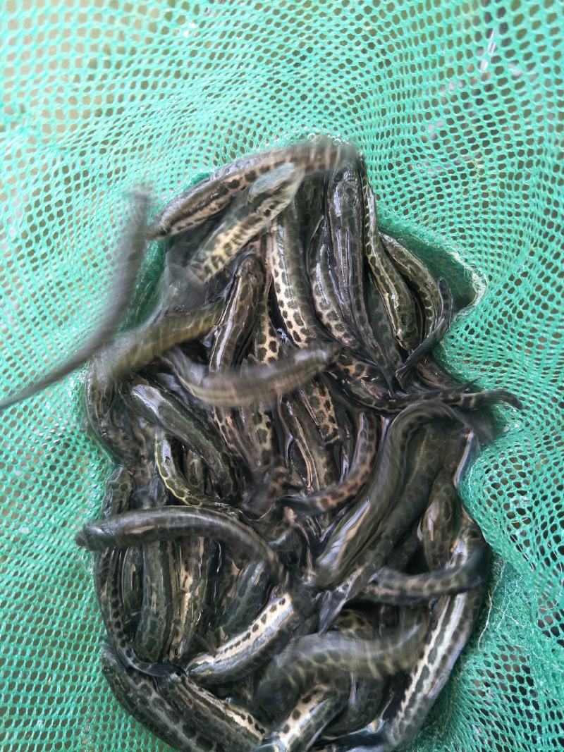 黑鱼苗，生鱼苗，优质杂交黑鱼苗大量供应，提供养殖技术