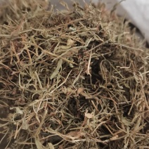 半边莲半边莲无土吸实物拍摄半边连无硫