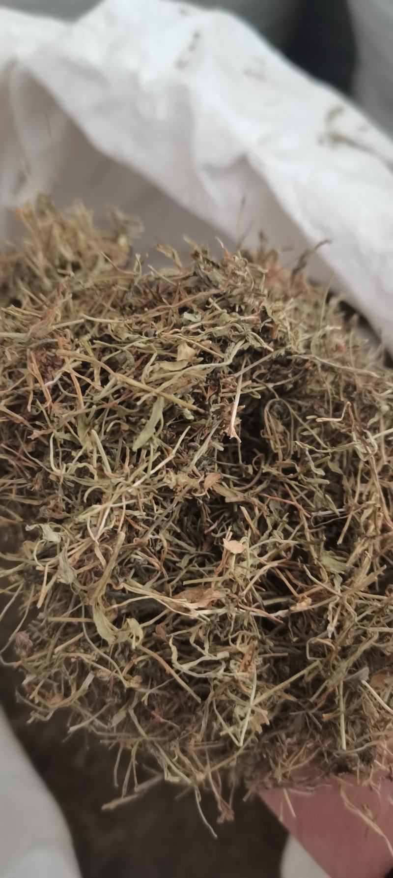 半边莲半边莲无土吸实物拍摄半边连无硫