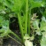 温县太极优质芹菜大量上市