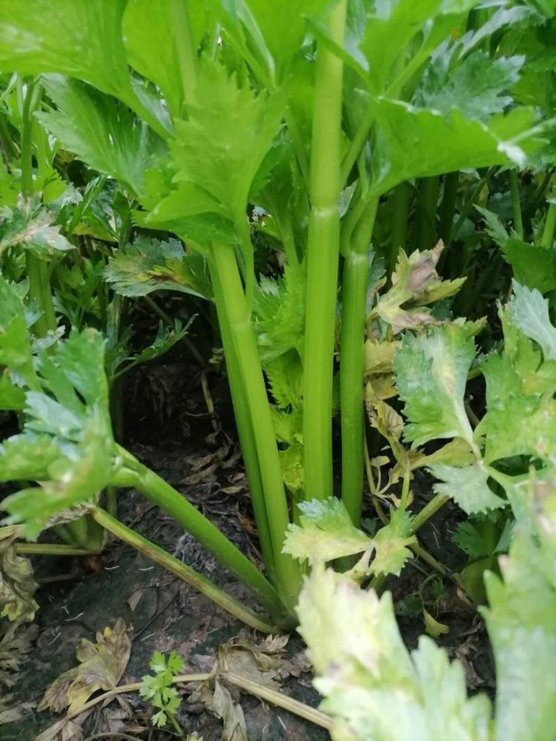 温县太极优质芹菜大量上市
