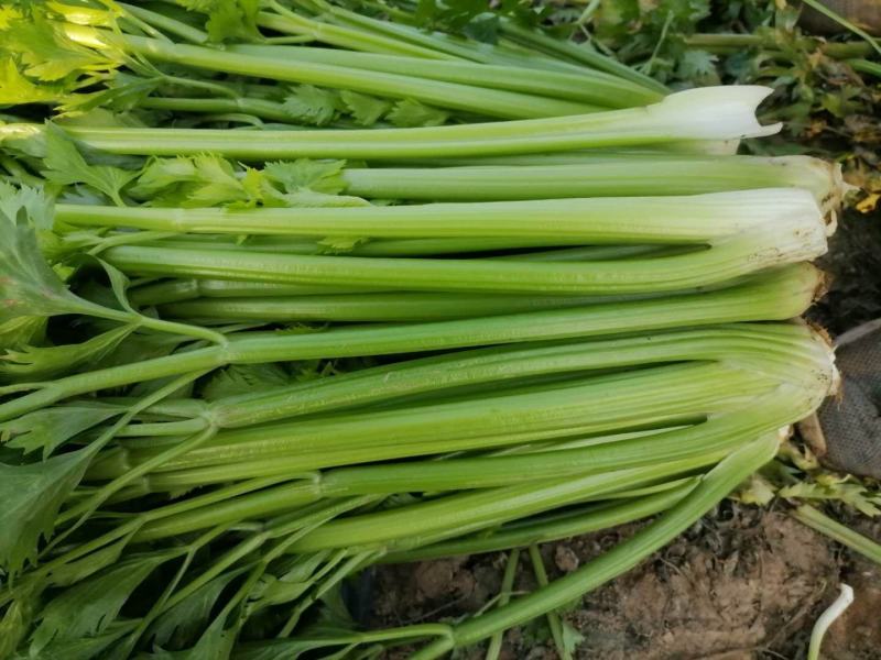 温县太极优质芹菜大量上市