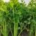 温县太极优质芹菜大量上市