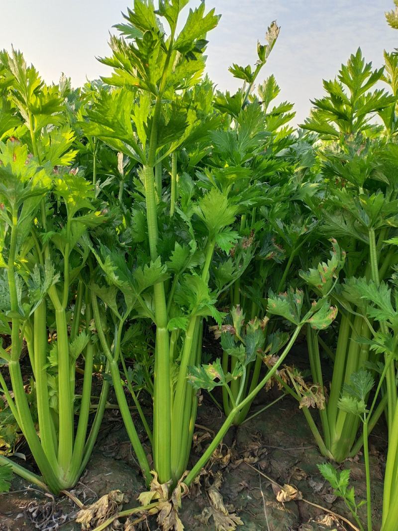 温县太极优质芹菜大量上市
