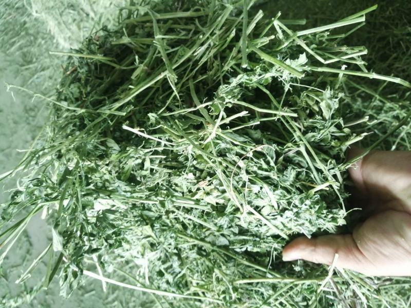 苜蓿草水分5-10甘肃省玉门市花海镇蛋白18-23左右