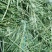 苜蓿草水分5-10甘肃省玉门市花海镇蛋白18-23左右