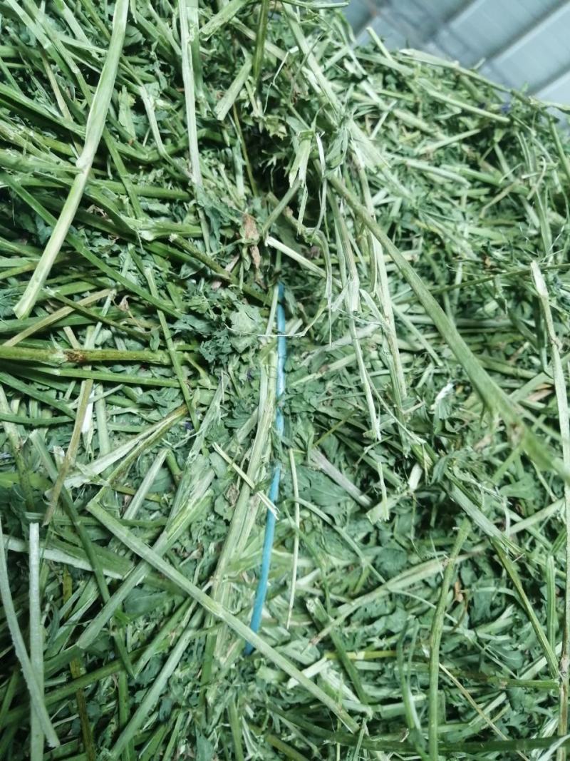 苜蓿草水分5-10甘肃省玉门市花海镇蛋白18-23左右
