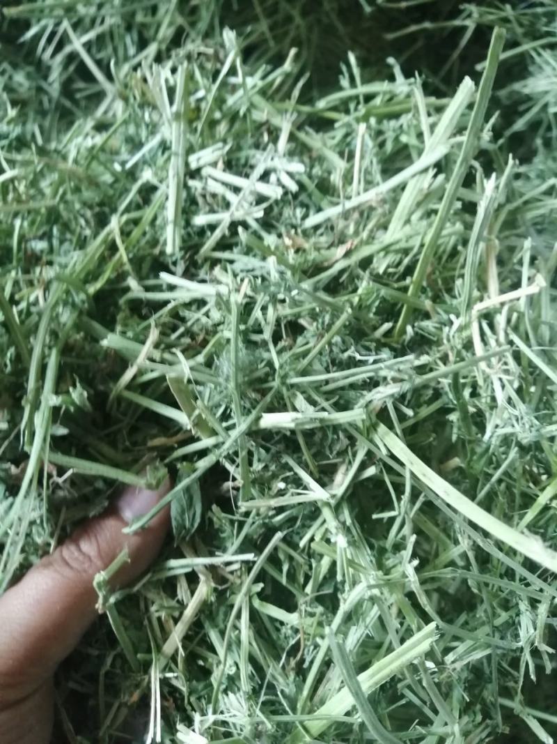 苜蓿草水分5-10甘肃省玉门市花海镇蛋白18-23左右