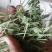 苜蓿草水分5-10甘肃省玉门市花海镇蛋白18-23左右