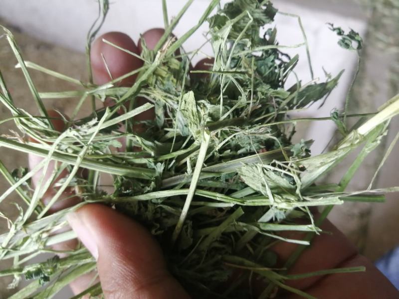 苜蓿草水分5-10甘肃省玉门市花海镇蛋白18-23左右