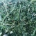 苜蓿草水分5-10甘肃省玉门市花海镇蛋白18-23左右