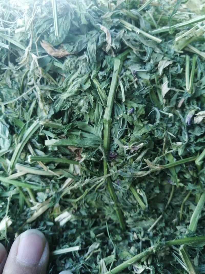 苜蓿草水分5-10甘肃省玉门市花海镇蛋白18-23左右