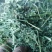 苜蓿草水分5-10甘肃省玉门市花海镇蛋白18-23左右