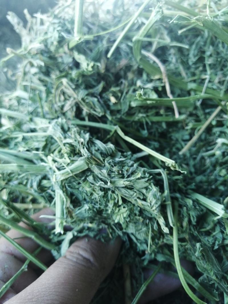 苜蓿草水分5-10甘肃省玉门市花海镇蛋白18-23左右