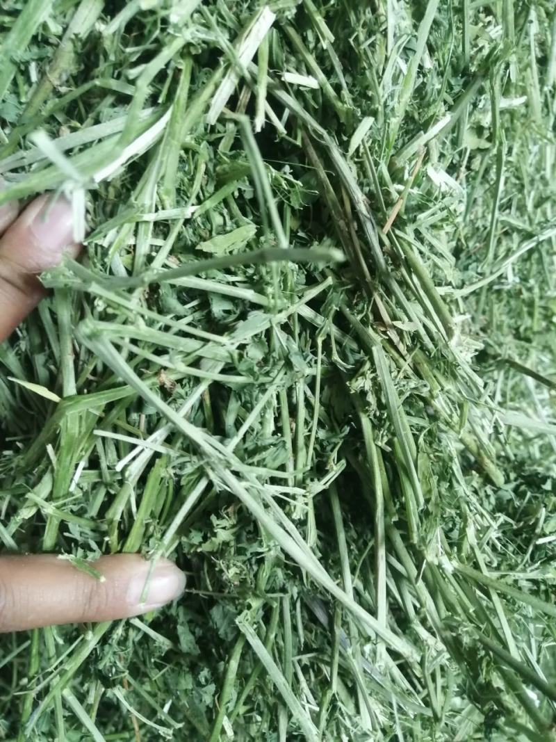 苜蓿草水分5-10甘肃省玉门市花海镇蛋白18-23左右