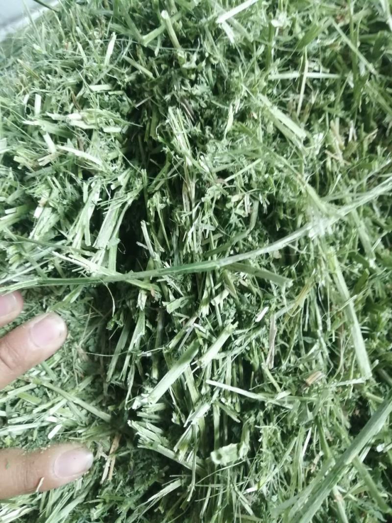 苜蓿草水分5-10甘肃省玉门市花海镇蛋白18-23左右