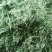 苜蓿草水分5-10甘肃省玉门市花海镇蛋白18-23左右